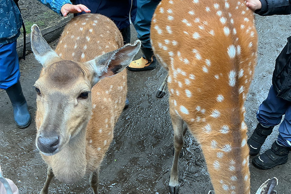 DRK Kita Bullerbü - Besuch im Tierpark