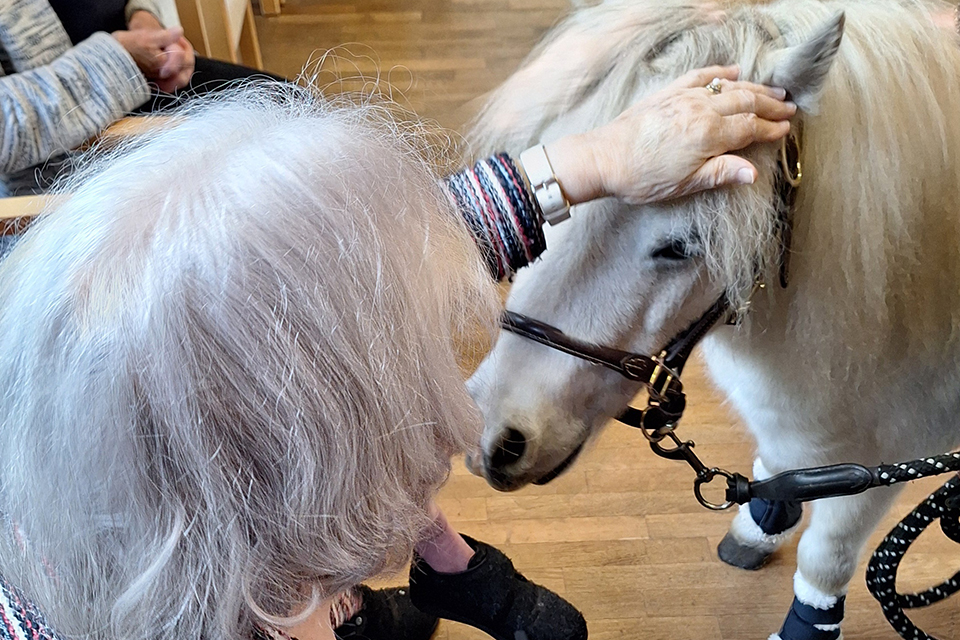 DRK Pflegezentrum Am Schlosspark - Ponybesuch DRK Pflegezentrum Am Schlosspark - Ponybesuch