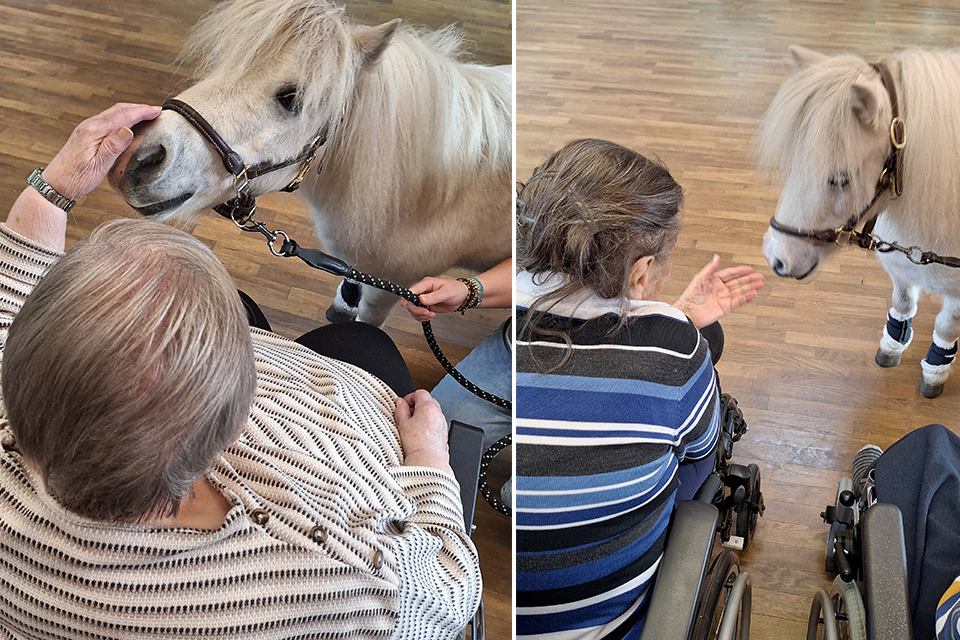 DRK Pflegezentrum Am Schlosspark - Ponybesuch DRK Pflegezentrum Am Schlosspark - Ponybesuch